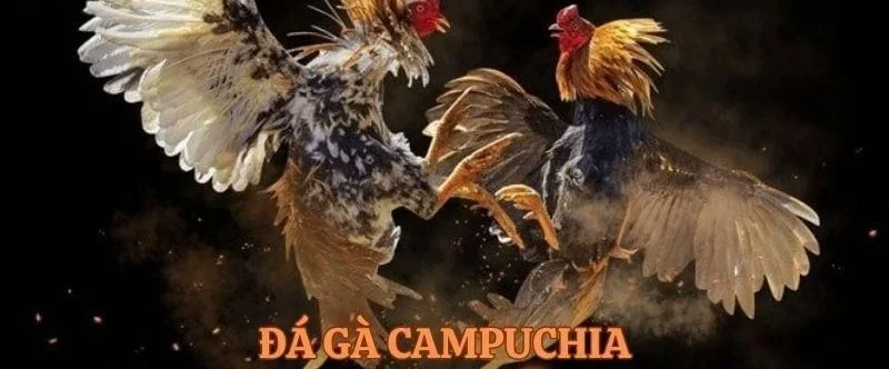 Kèo chơi gà đá Campuchia tại PG88 sôi động và đầy hấp dẫn.