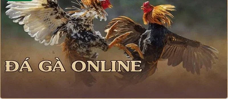 Kèo chơi đá gà tại PG88 luôn có tính bảo mật cao.