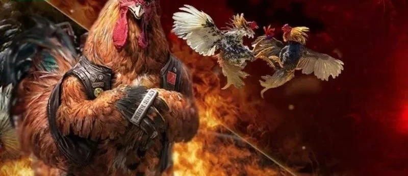 Đá gà PG88 ghi điểm bởi lối cá cược hấp dẫn, đầy sôi động.